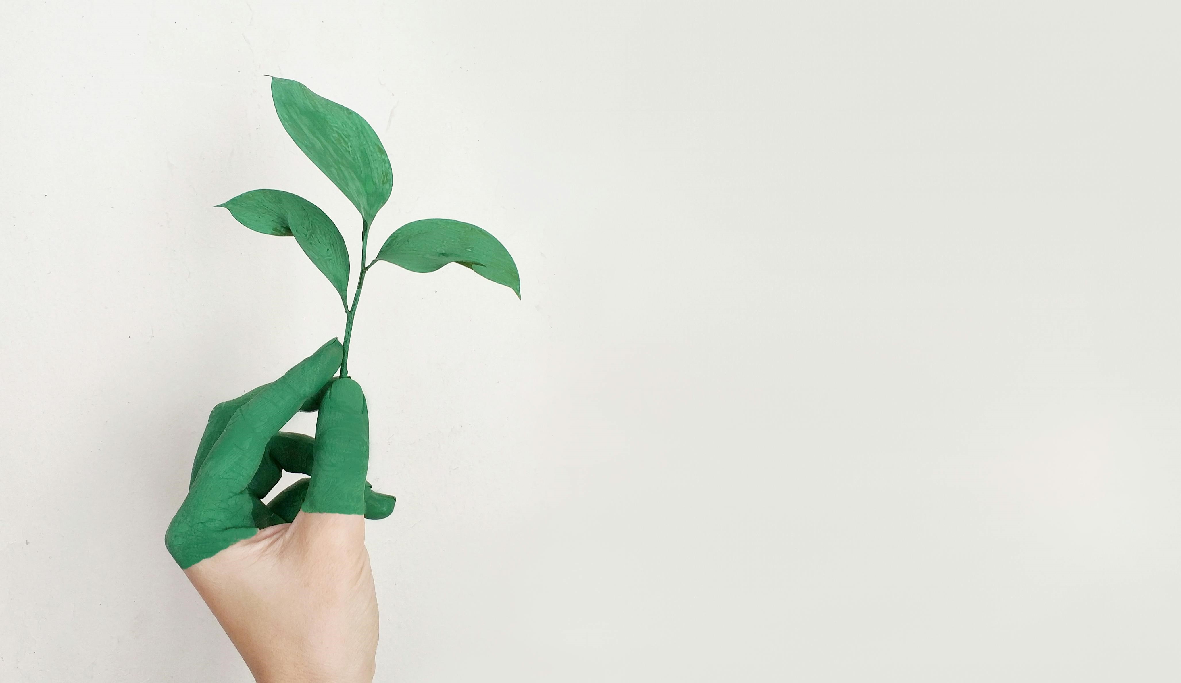 En grønnmalt hånd holder et grønt blad. Illustrerer bærekraft.
