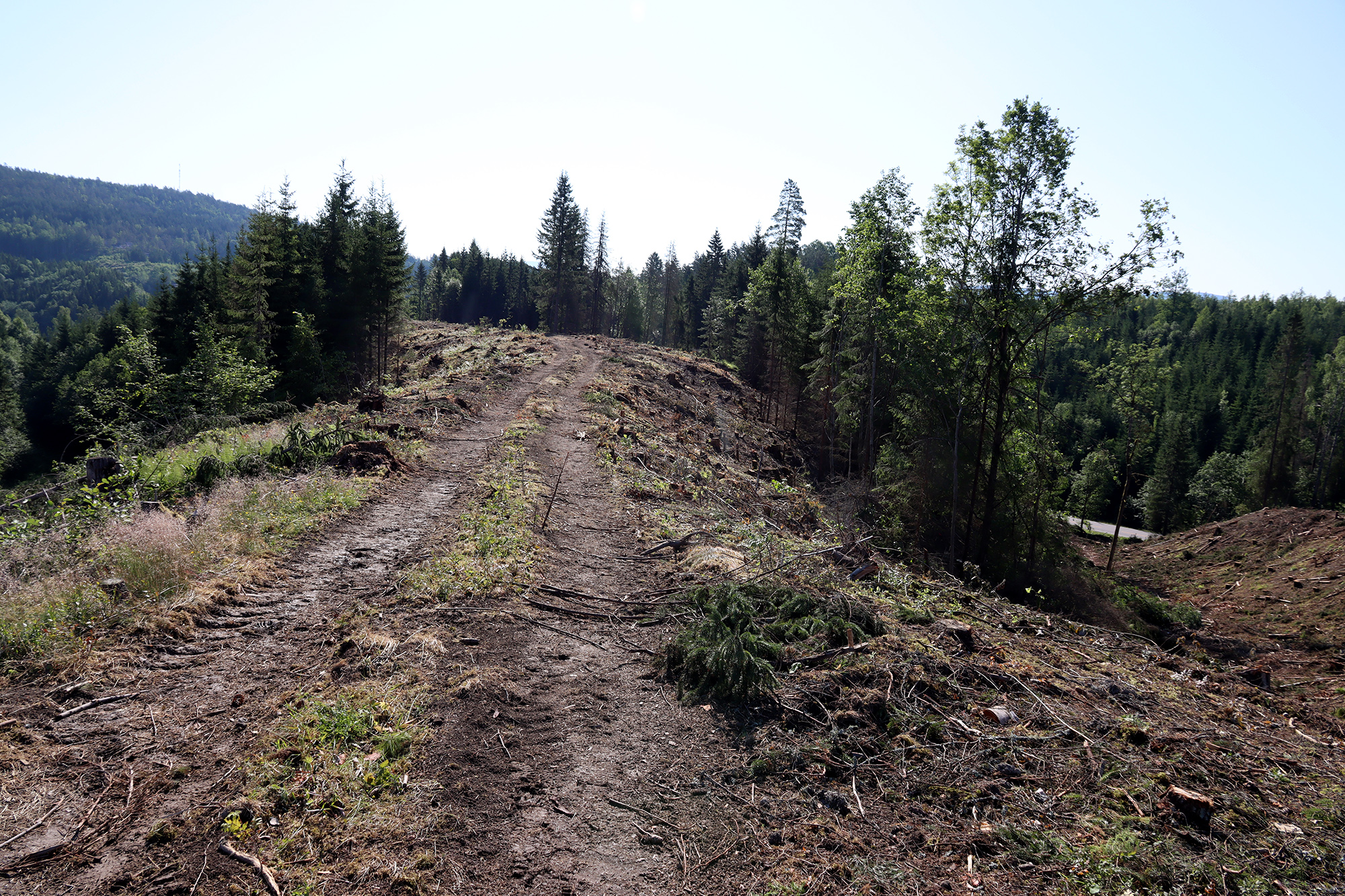 I Stoadalen er hogsten i full gang.