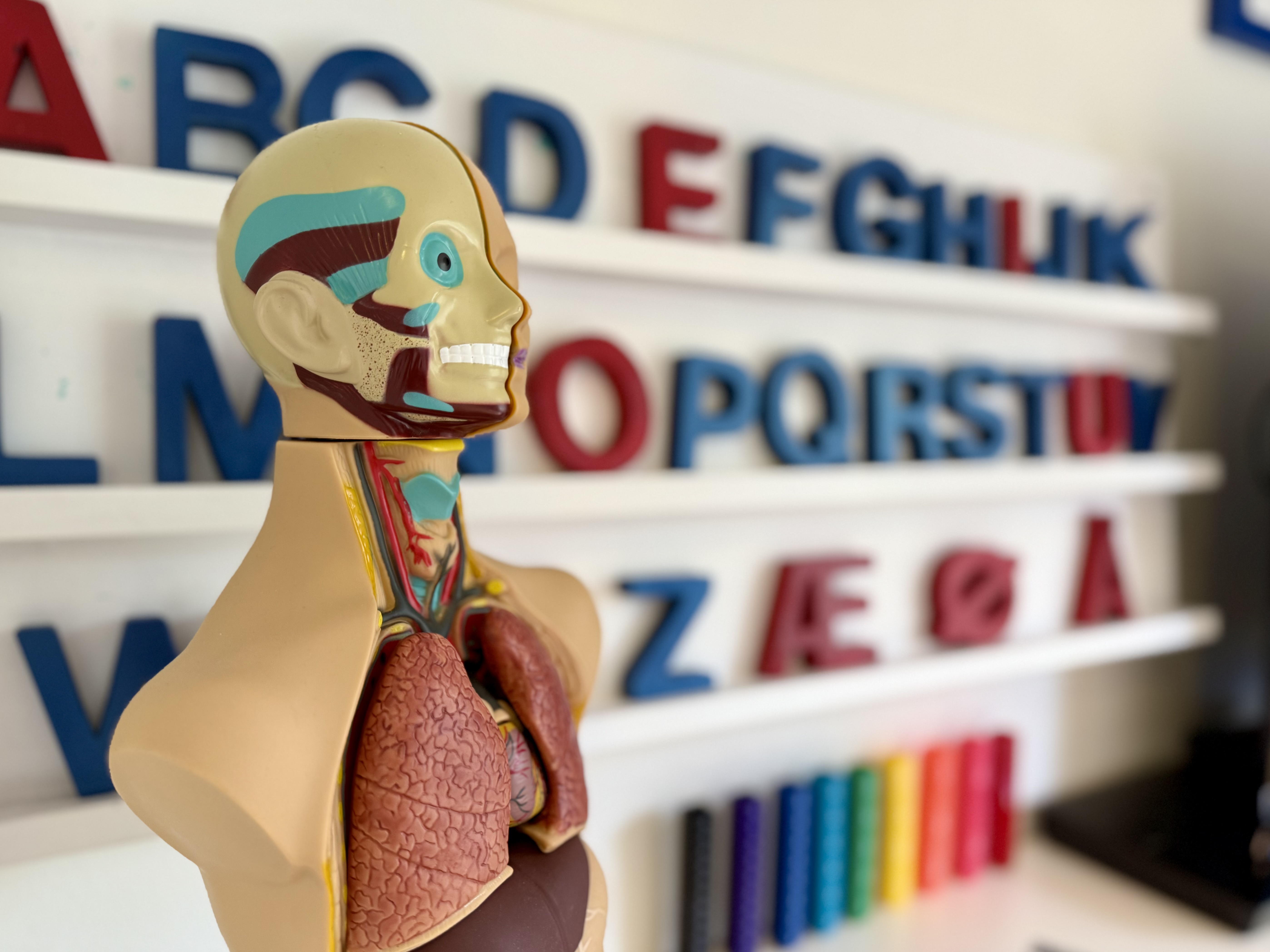 En modell av kroppen hvor organene synes og bokstaver som står på en hylle i bakgrunnen.